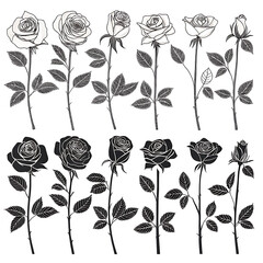 Collection of elegant rose silhouettes in a classic botanical illustration style silhouette