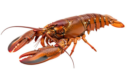 Vibrant red cooked lobster for gourmet dining experience seafood isolated on transparent background