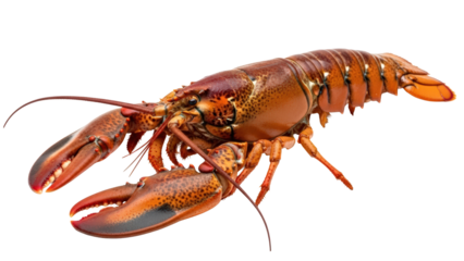 Vibrant red cooked lobster for gourmet dining experience seafood isolated on transparent background
