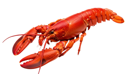 Cooked red lobster on a transparent background, delicious seafood isolated on transparent background
