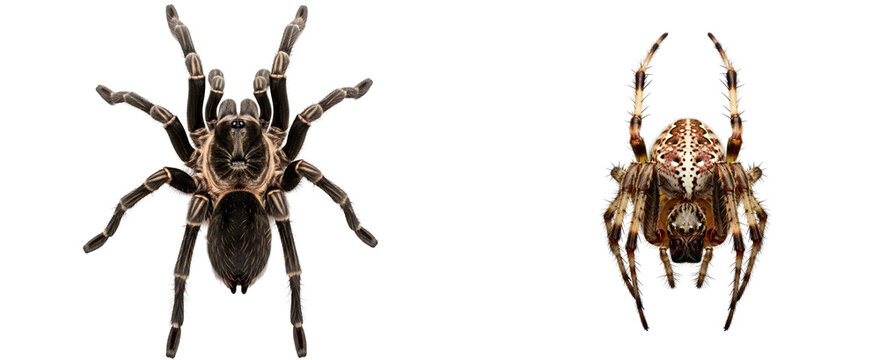 Two spiders displayed side by side showing different species and patterns of arachnids on display on transparent background