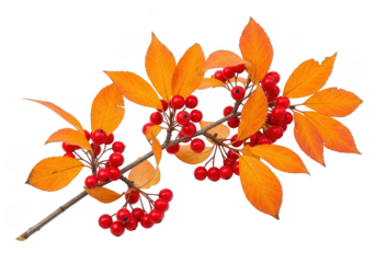 Branch with red berries and orange leaves isolated on transparent background