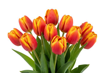 Fototapeta premium Bunch of orange tulips with green leaves isolated on transparent background
