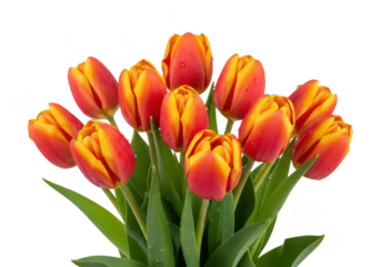 Bunch of orange tulips with green leaves isolated on transparent background