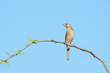 Grey female Hypocolius perched on acacia tree, Bahrain