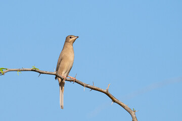Grey female Hypocolius perched on acacia tree, Bahrain