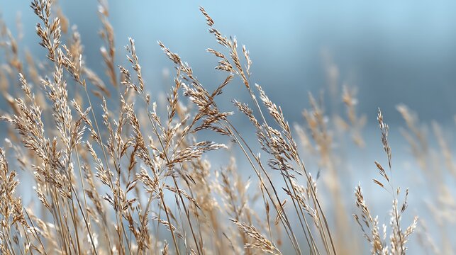 Closeup of golden dried grass swaying gently in a soft breeze. - Powered by Adobe