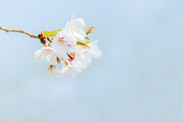 青空に咲くソメイヨシノのクローズアップ