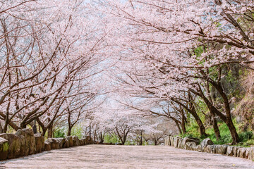 満開になった桜の坂道