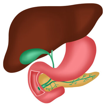 hand drawn watercolor illustration of anatomy of Liver, Gallbladder, Pancreas, and Duodenum