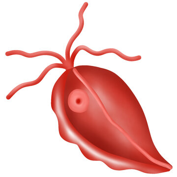 Trichomonas Vaginalis isolated, protozoan that causes disease in the female vagina, hand drawn watercolor illustration