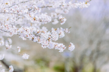 見頃を迎えた染井吉野のクローズアップ