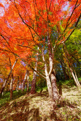 香嵐渓の「けんかモミジ」（愛知県豊田市足助町）