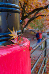 朝露に濡れる秋の待月橋の欄干（香嵐渓　愛知県豊田市足助町）