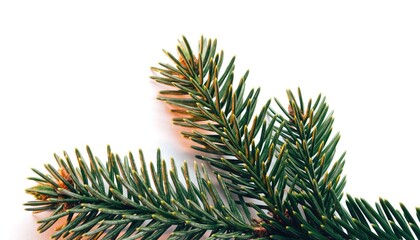 Naklejka premium Close-up of a vibrant green fir tree branch against a white background.