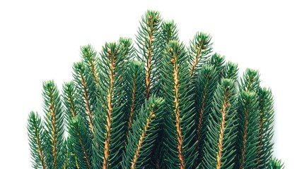 Close-up view of vibrant green pine tree needles against white background.