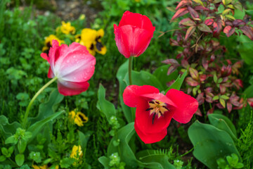 Darwin Hybrid Tulip red flower with rain dew in springtime, Hita