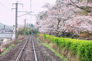 Railway along pink sakura spring blossom at Tozan shrine station, Imari