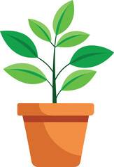 Potted plant