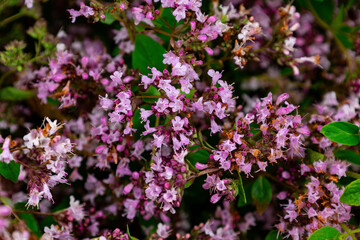 Vibrant pink oregano flowers bloom abundantly in a lush garden, creating a beautiful scene filled with delicate petals and greenery