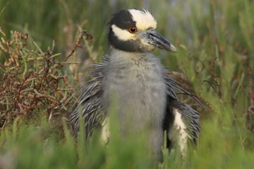 yellow crowned night heron