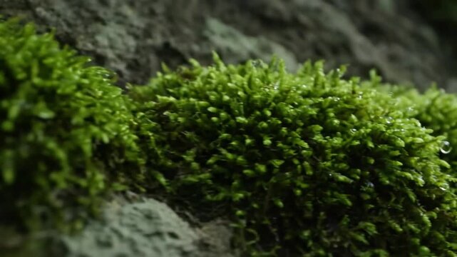 Dynamic aerial view or sweeping shot over a vast, undulating landscape entirely covered in a thick blanket of diverse moss species, revealing natural patterns.