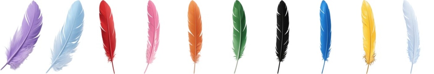 羽　鳥　イラスト　カラフル