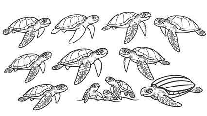 Sea Turtles in Various Poses and Sizes Displayed in an Artistic Line Drawing
