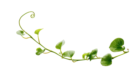 Fresh green climbing vine with delicate curling tendril and detailed heart shaped leaves displayed in natural botanical form isolated on white background