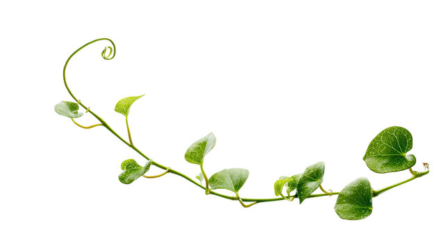 Fresh green climbing vine with delicate curling tendril and detailed heart shaped leaves displayed in natural botanical form isolated on white background