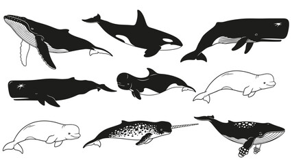 Diverse Collection of Whales and Marine Mammals Illustration Set on White Background