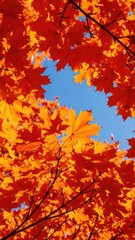 Vibrant autumn maple leaves ablaze with fiery red and orange hues, framing a clear blue sky on a beautiful sunny day, symbolizing the changing seasons and natural beauty