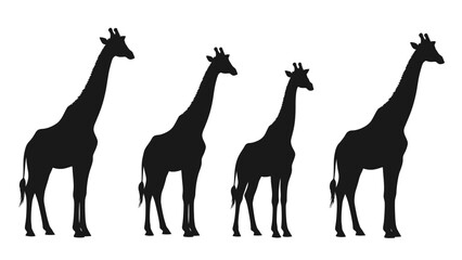 Silhouette of graceful giraffes standing tall against a clean white backdrop African wildlife