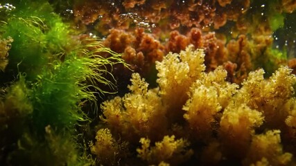 Underwater close up of delicate, filamentous algae gently swaying with the current, illuminated by dappled sunlight penetrating the water's surface in a clear stream.