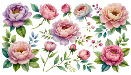 Beautiful watercolor floral elements collection with peonies roses and berries isolated on transparent background