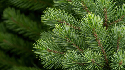 Fresh pine branch close up with soft evergreen needles and gentle natural light