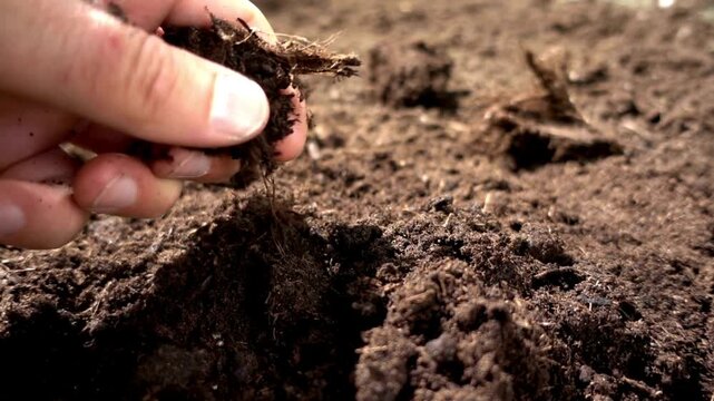 arable soil in hands of responsible farmer, close up. farmer's hand holding soil from the ground to examining soil quality and fertility. close-up of a farmer's holding soil with hand.