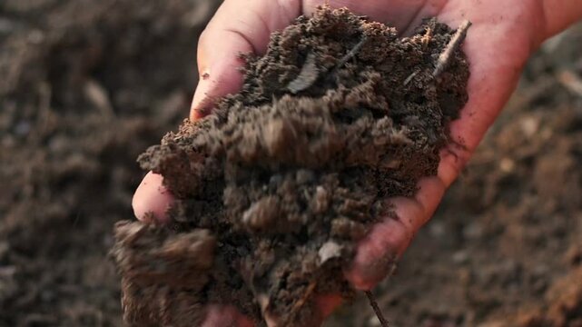 arable soil in hands of responsible farmer, close up. farmer's hand holding soil from the ground to examining soil quality and fertility. close-up of a farmer's holding soil with hand.