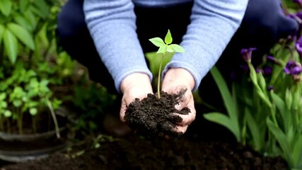 World soil day, environment, ecology concept. Human's hands holding seed of tree with soil. hand holding young plant with soil. Two hands holding seedling to be planted.