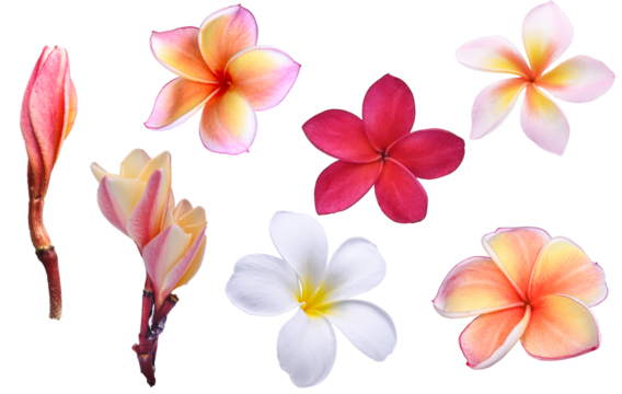 A collection of plumeria flowers showing various stages from bud to full bloom, featuring white, red, coral, pink, and orange petals on transparent.