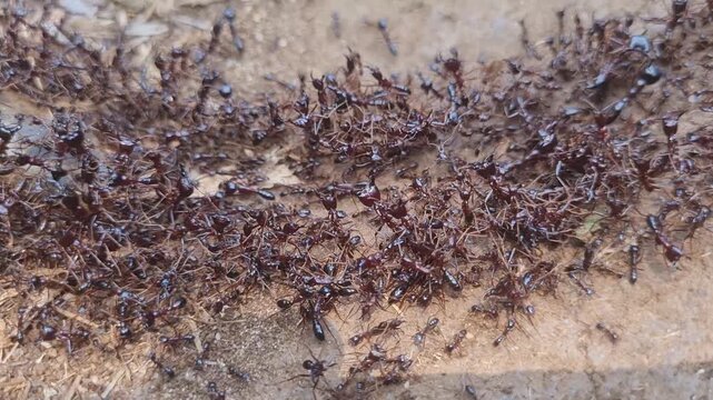Close up from swarm of army ants in Tanzania