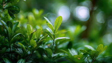 A close up shot showcasing vibrant green leaves with a soft bokeh background outdoors