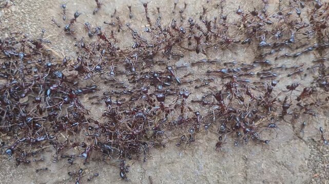 Close up from swarm of army ants in Tanzania