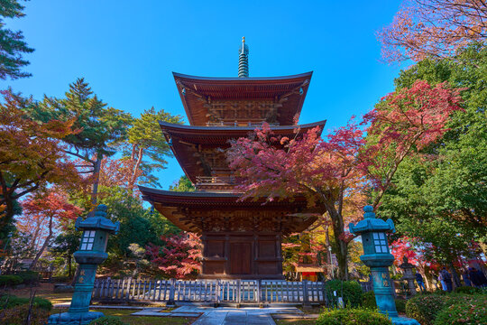 東京都世田谷区の豪徳寺(ごうとくじ)の三重塔と紅葉を正面(東側)から見る