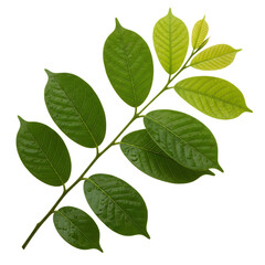 Fototapeta premium Vibrant green leaves on a single branch, isolated on transparent background