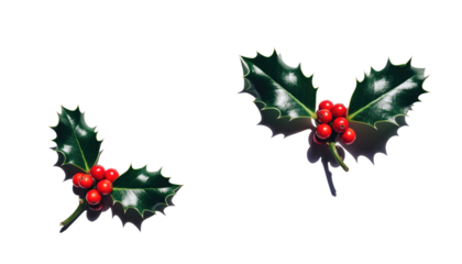 A festive Christmas frame of green holly leaves and red berries is a perfect holiday decoration symbol.