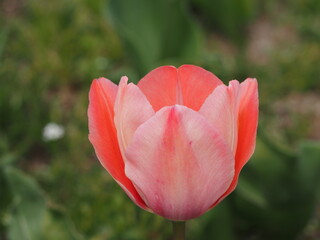 チューリップ　ミスティックファンアイク