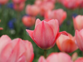 チューリップ　ミスティックファンアイク