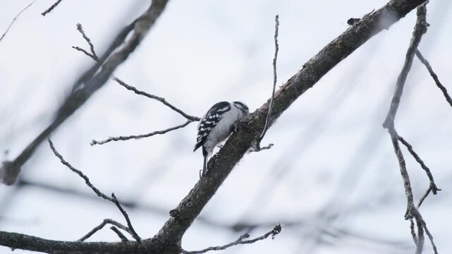 Downy Woodpecker Pecking At Branch On Overcast Day