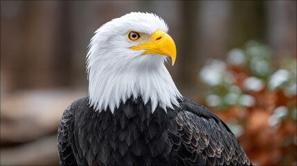 Obraz premium Bald eagle bird of prey closeup in nature